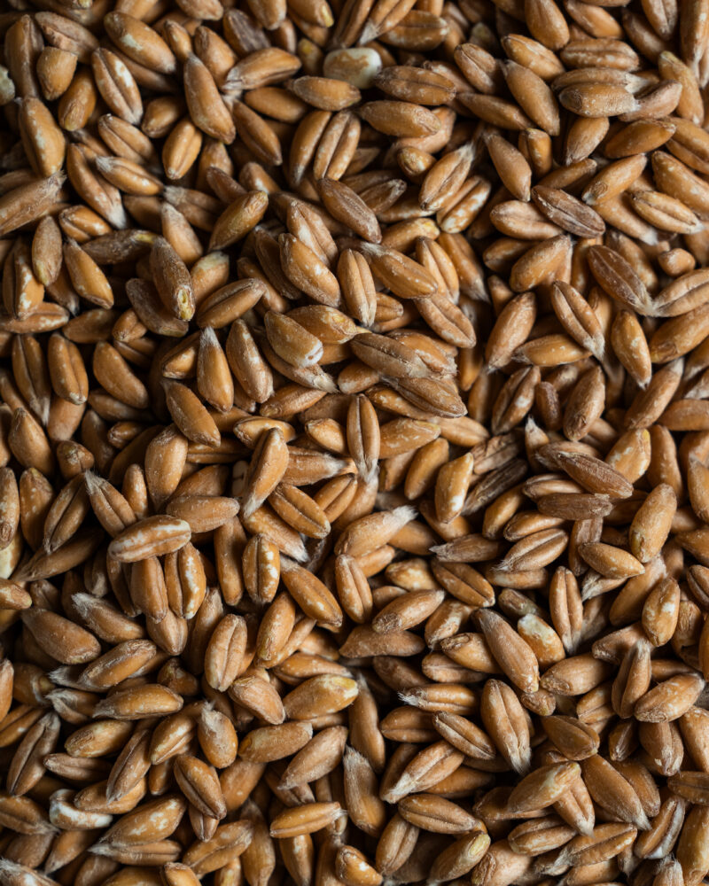 Farro perlato - immagine 2
